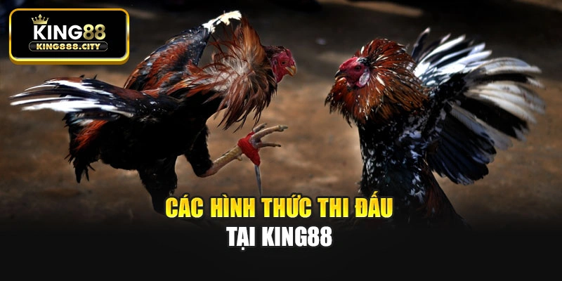 Các hình thức thi đấu tại King88